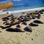 Seals at the Childrens Pool La Jolla 150x150 About La Jolla