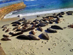 Seals at the Children's Pool, La Jolla